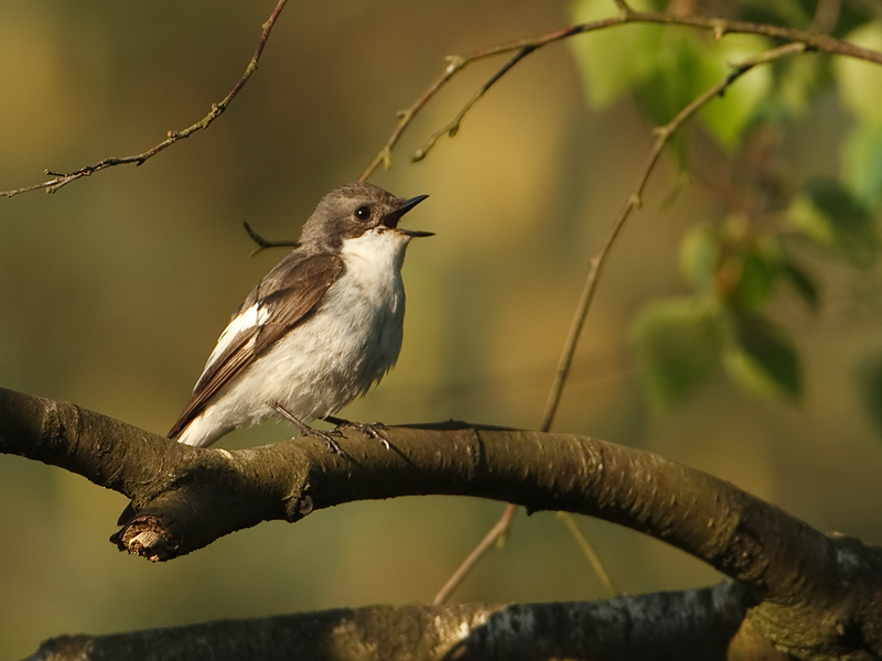 Fidecula hypoleuca Bonte Vliegenvanger Pied Flycatcher